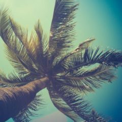 Palmetto Leaves